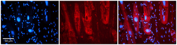 SIRT5 Rabbit Polyclonal Antibody