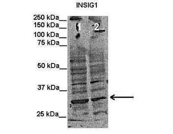 INSIG1 Rabbit Polyclonal Antibody