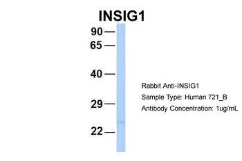 INSIG1 Rabbit Polyclonal Antibody