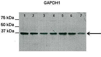 GAPDH Rabbit Polyclonal Antibody