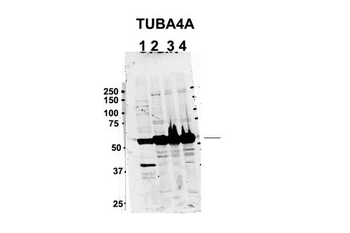 TUBA4A Rabbit Polyclonal Antibody