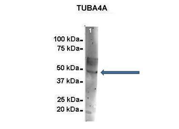TUBA4A Rabbit Polyclonal Antibody