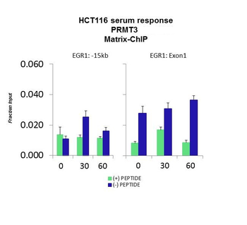 PRMT3 Rabbit Polyclonal Antibody