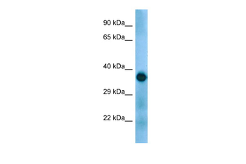 Gapdh Rabbit Polyclonal Antibody