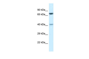 Prmt7 Rabbit Polyclonal Antibody