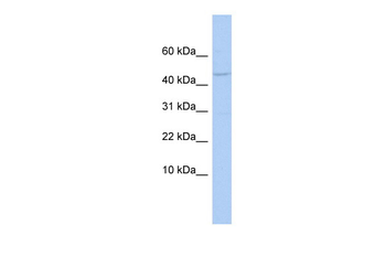 APOBEC3F Rabbit Polyclonal Antibody