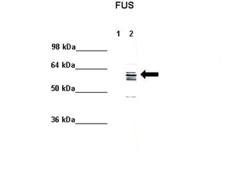 FUS Rabbit Polyclonal Antibody