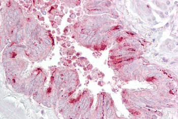 EIF4E Rabbit Polyclonal Antibody