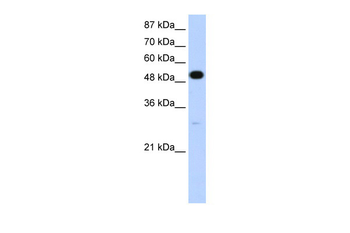 NOVA2 Rabbit Polyclonal Antibody