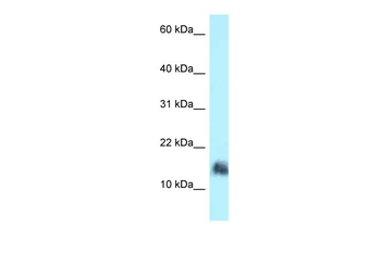 SRGN Rabbit Polyclonal Antibody