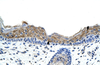 SRP19 Rabbit Polyclonal Antibody