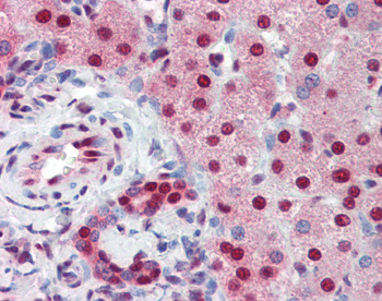 SSB Rabbit Polyclonal Antibody