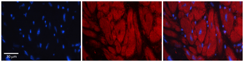 KHSRP Rabbit Polyclonal Antibody