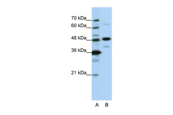 NOL4 Rabbit Polyclonal Antibody