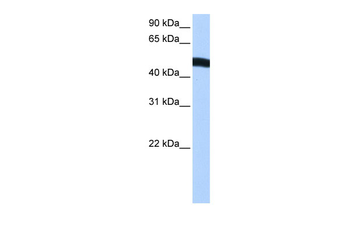 EIF2S2 Rabbit Polyclonal Antibody