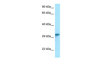 Hnrnpc Rabbit Polyclonal Antibody