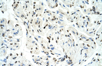 SFPQ Rabbit Polyclonal Antibody