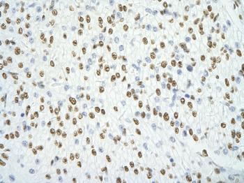 SFPQ Rabbit Polyclonal Antibody