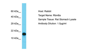 Rbm8a Rabbit Polyclonal Antibody