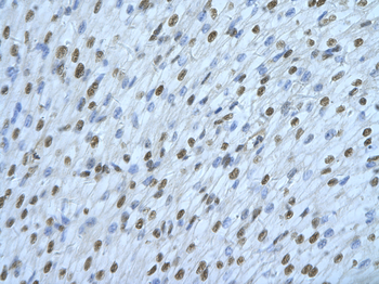 HNRNPDL Rabbit Polyclonal Antibody