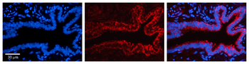KARS Rabbit Polyclonal Antibody