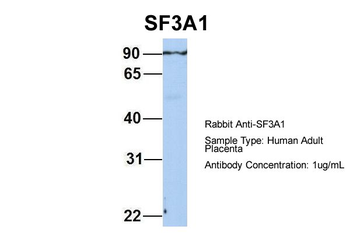 SF3A1 Rabbit Polyclonal Antibody