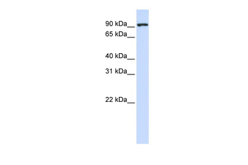MIA2 Rabbit Polyclonal Antibody
