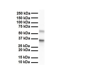 RACK1 Rabbit Polyclonal Antibody