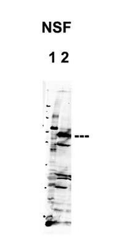 NSF Rabbit Polyclonal Antibody