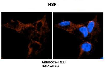 NSF Rabbit Polyclonal Antibody
