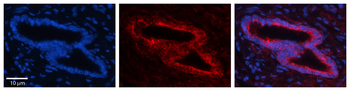 SLBP Rabbit Polyclonal Antibody