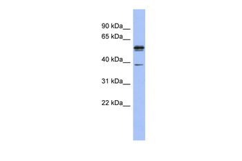 KHDRBS3 Rabbit Polyclonal Antibody