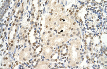 PUF60 Rabbit Polyclonal Antibody