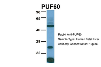PUF60 Rabbit Polyclonal Antibody