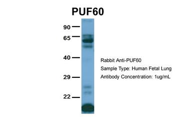 PUF60 Rabbit Polyclonal Antibody