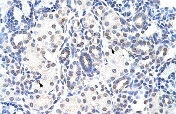 NIP7 Rabbit Polyclonal Antibody
