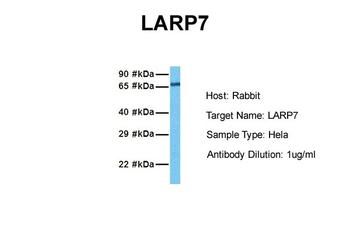 LARP7 Rabbit Polyclonal Antibody