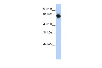 STAU1 Rabbit Polyclonal Antibody