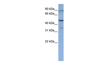 DAZAP1 Rabbit Polyclonal Antibody
