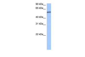 RPUSD2 Rabbit Polyclonal Antibody