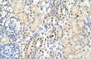 TMED4 Rabbit Polyclonal Antibody