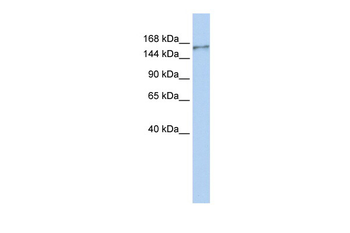 NBEAL1 Rabbit Polyclonal Antibody