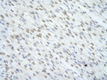 SF1 Rabbit Polyclonal Antibody
