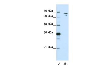 SF1 Rabbit Polyclonal Antibody