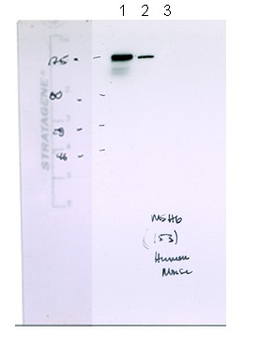 MSH6 Rabbit Polyclonal Antibody