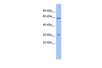 HRG Rabbit Polyclonal Antibody