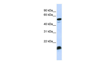 C4BPA Rabbit Polyclonal Antibody