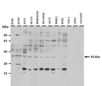CA4 Rabbit Polyclonal Antibody