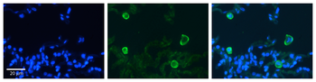 CA4 Rabbit Polyclonal Antibody