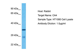 CA4 Rabbit Polyclonal Antibody